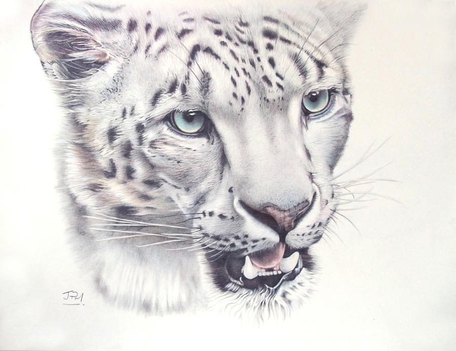 Above the Clouds Snow Leopard Drawing by Jill Parry Pixels