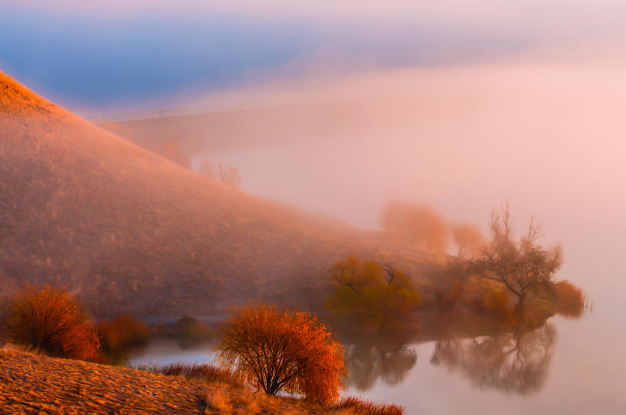 Tree Photograph - Above The Fog by Marc Crumpler