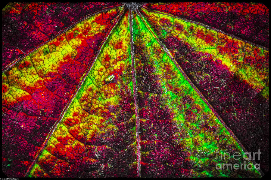 Abstract 482 Photograph by Mitch Shindelbower