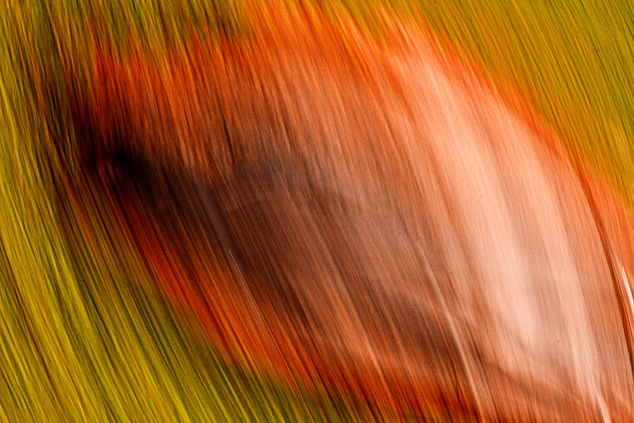 Abstract #5 Photograph by Steve DaPonte