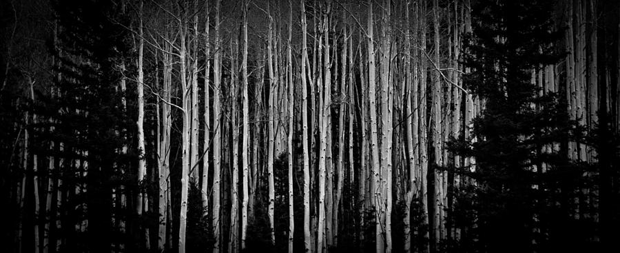 Abstract Aspens Photograph by Atom Crawford