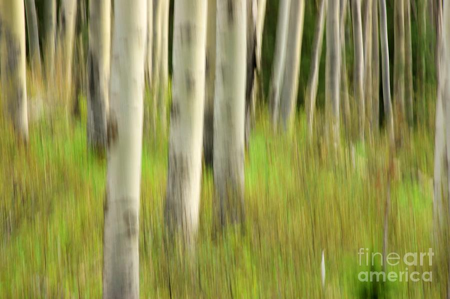Abstract Aspens 2 Photograph by David Birchall