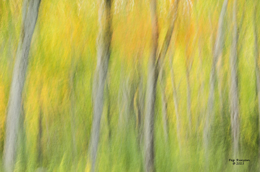 Abstract Autumn Forest Photograph by Peg Runyan