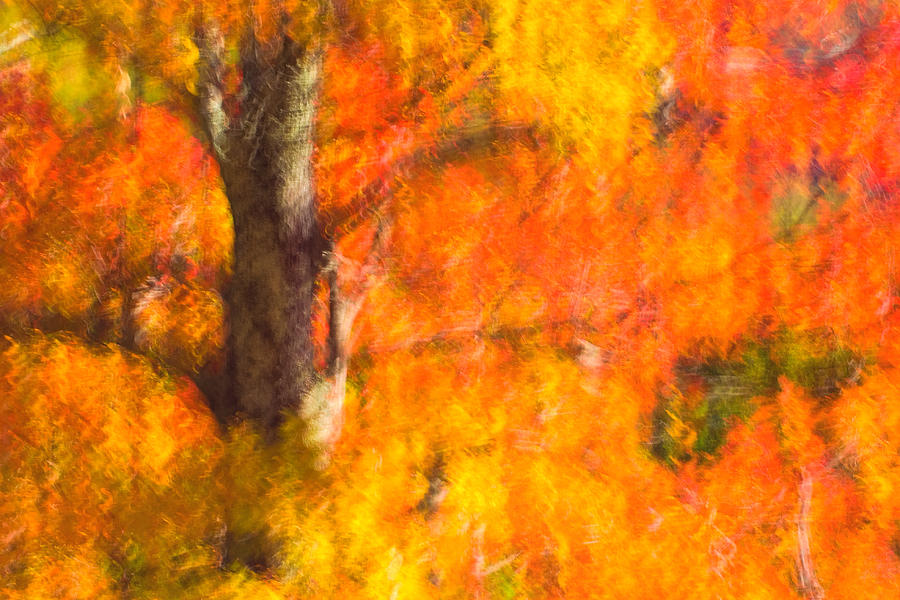 Nature Photograph - Abstract Autumn by Joan Herwig