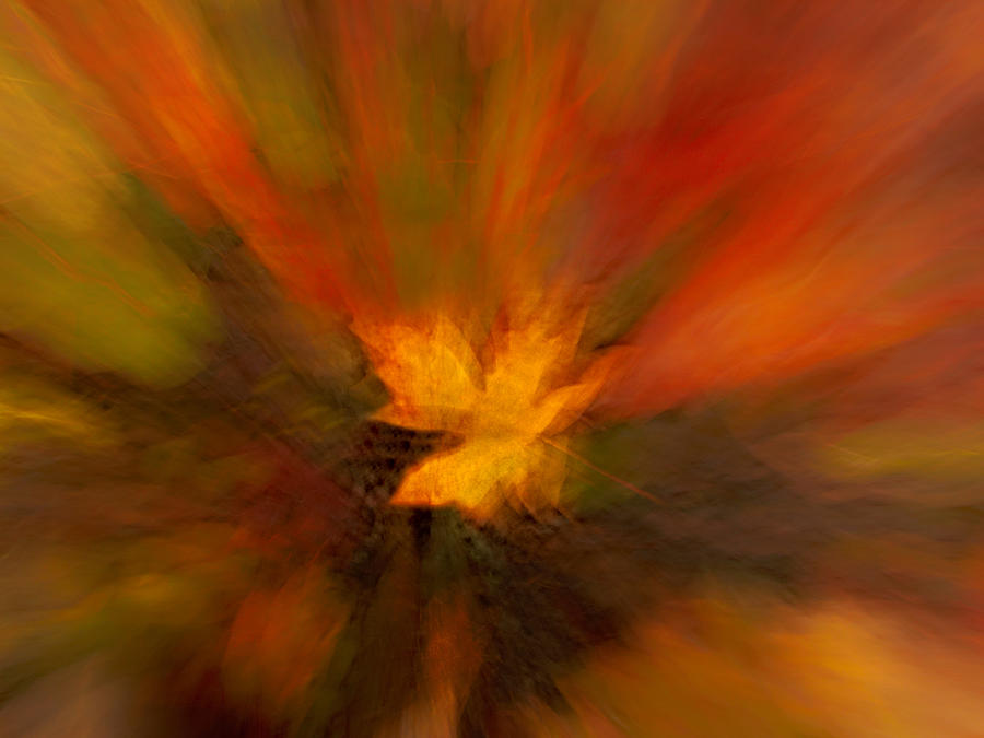 Abstract Autumn Leaf Photograph by Mary Jo Allen