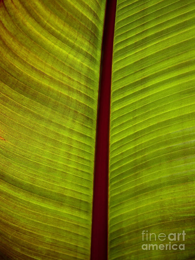 Banana Leaf Photograph by David Millenheft