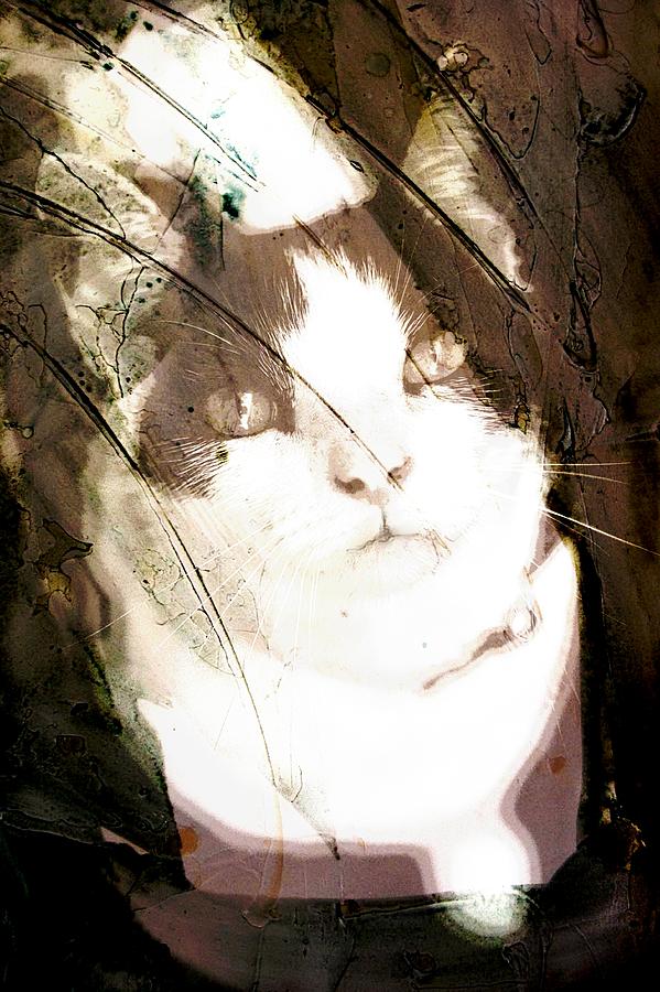 Curious Abstract Bicolor Cat Photograph by Suzanne Powers