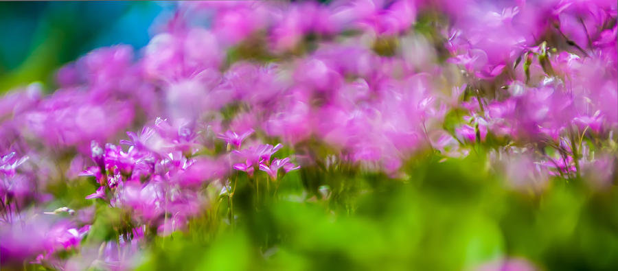 abstract Blurry pink flower background for backgrounds Photograph by Alex Grichenko