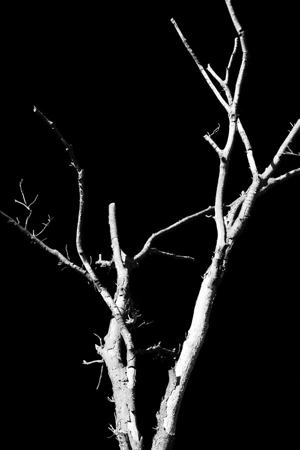 Abstract Branches Photograph by Maggy Marsh