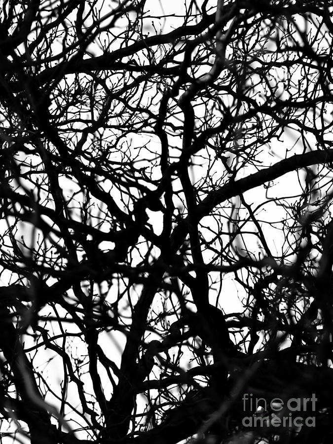Abstract Branches Photograph