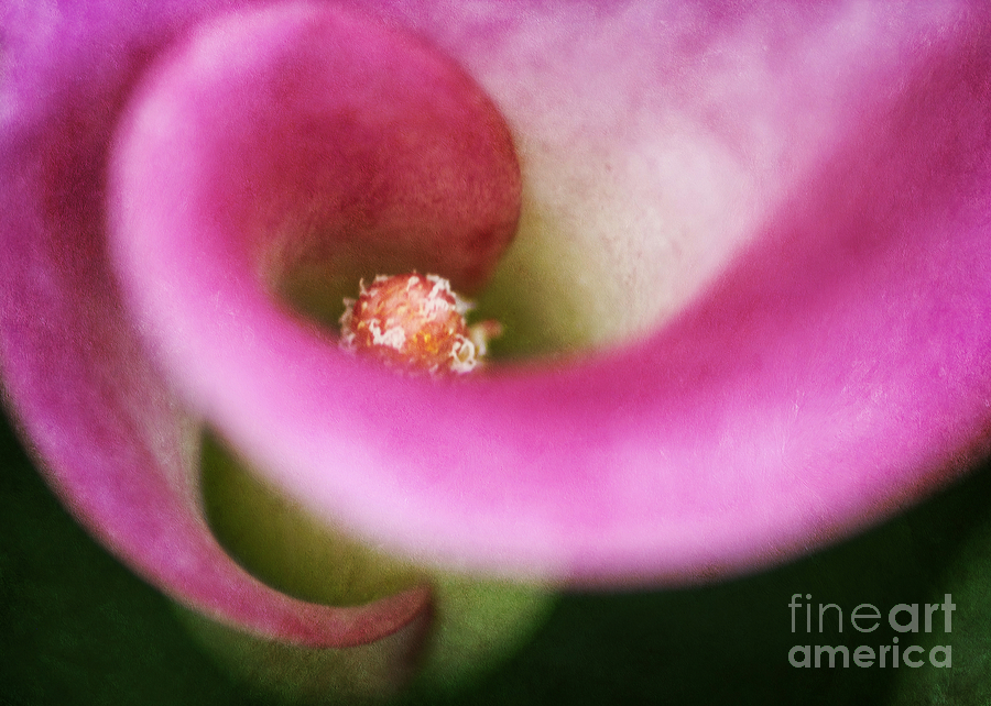 Abstract Calla Lily Photograph by Darren Fisher