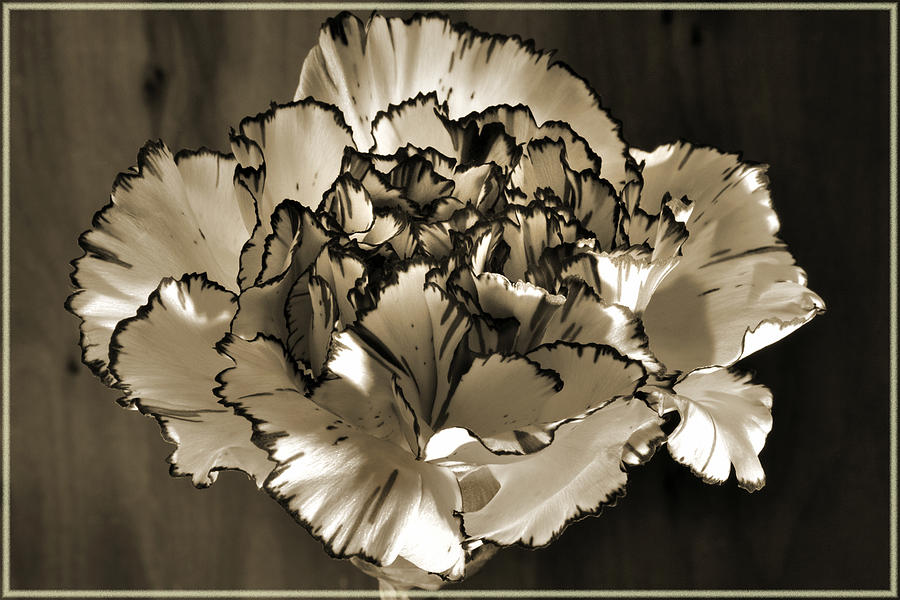 Abstract Carnation Photograph by Terence Davis