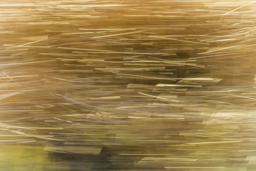 Abstract Cattails Series #2 Photograph by Thomas Young