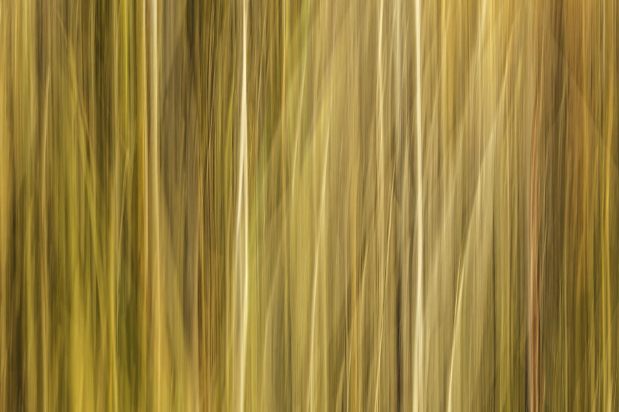 Abstract Cattails Series #5 Photograph by Thomas Young