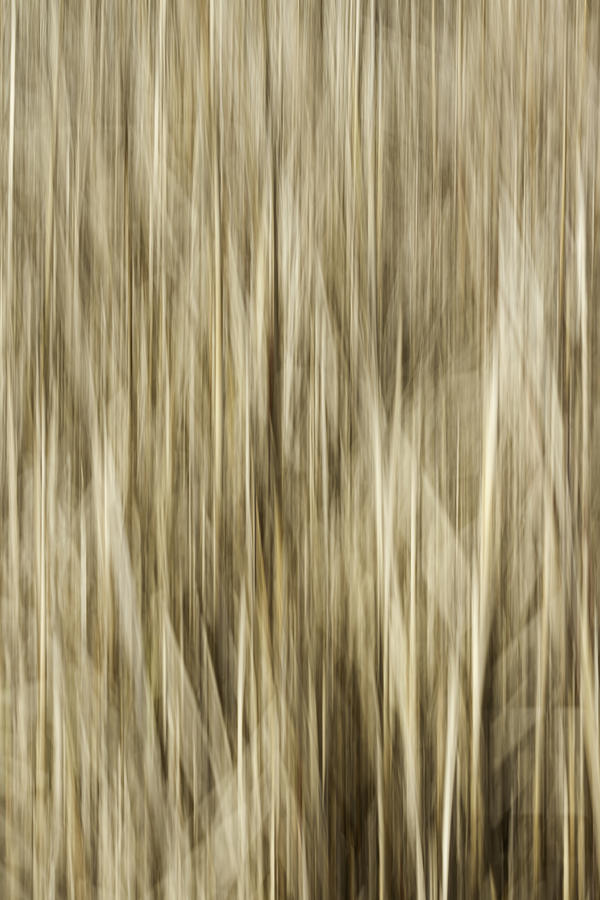 Abstract Cattails Photograph by Thomas Young