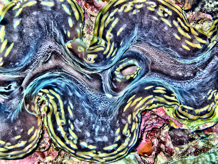 Abstract Digital Art - Fluted Giant Clam by Roy Pedersen