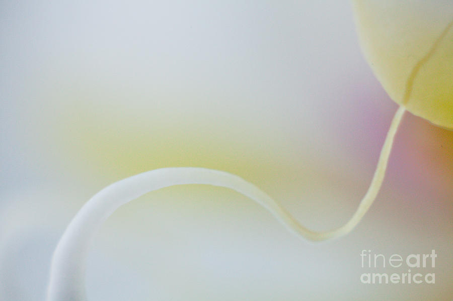 Abstract Close Up Pastel Orhid Photograph by Raimond Klavins