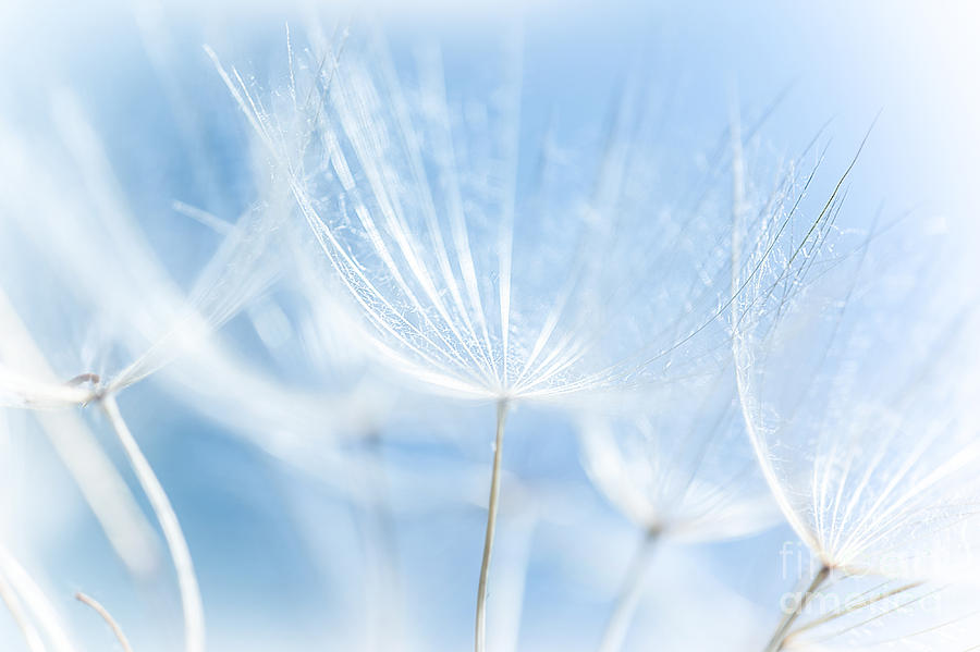 Abstract dandelion background Photograph by Anna Om Abstract dandelion background Photograph by Anna Om