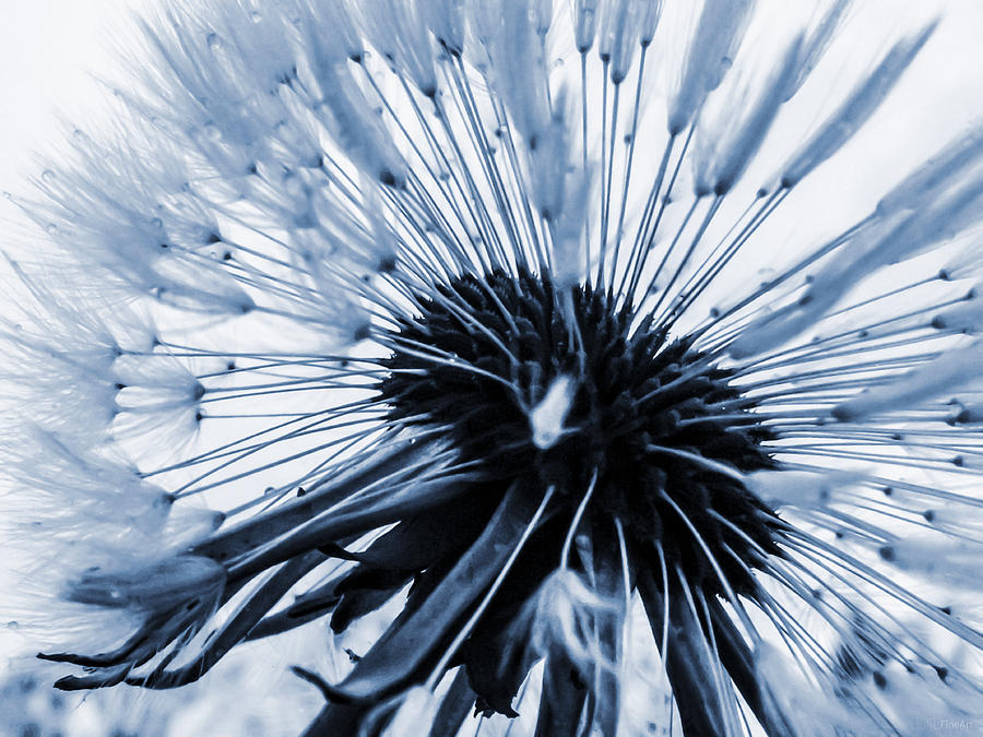 Nature Photograph - Abstract dandelion-blue by Yvon van der Wijk