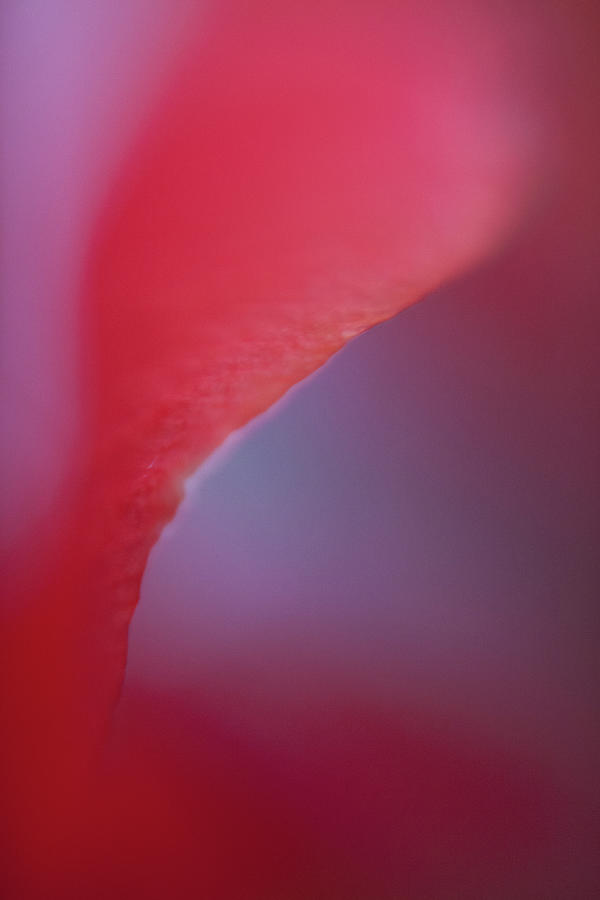 Abstract Dreamy Macro Of A Red Flower Photograph by Ralf Hiemisch