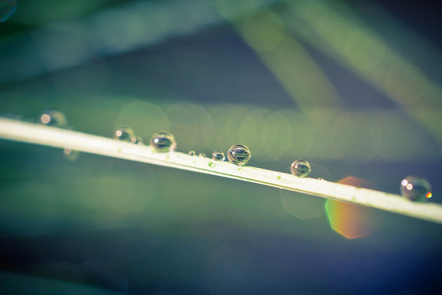 Abstract Droplets Photograph by Priya Ghose