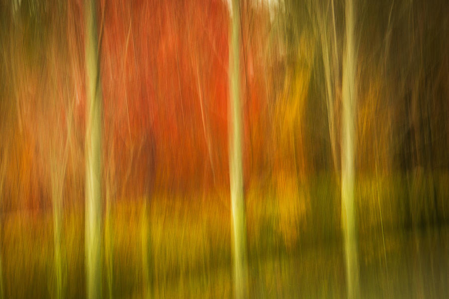 Abstract Fall 16 Photograph by Joye Ardyn Durham