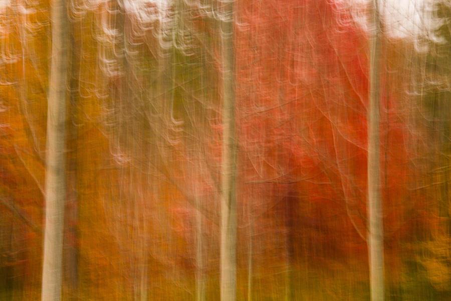 Abstract Fall 17 Photograph by Joye Ardyn Durham