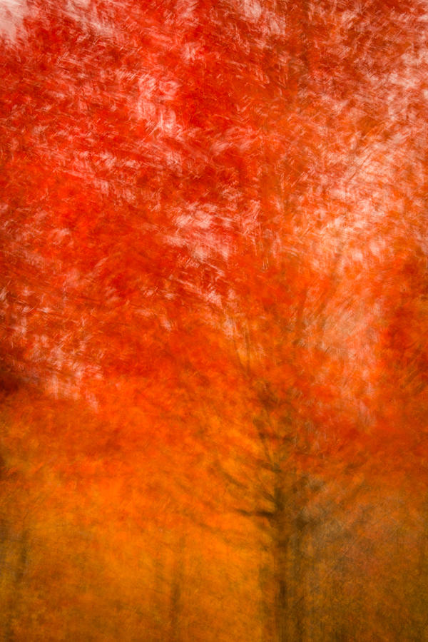 Abstract Fall 18 Photograph by Joye Ardyn Durham