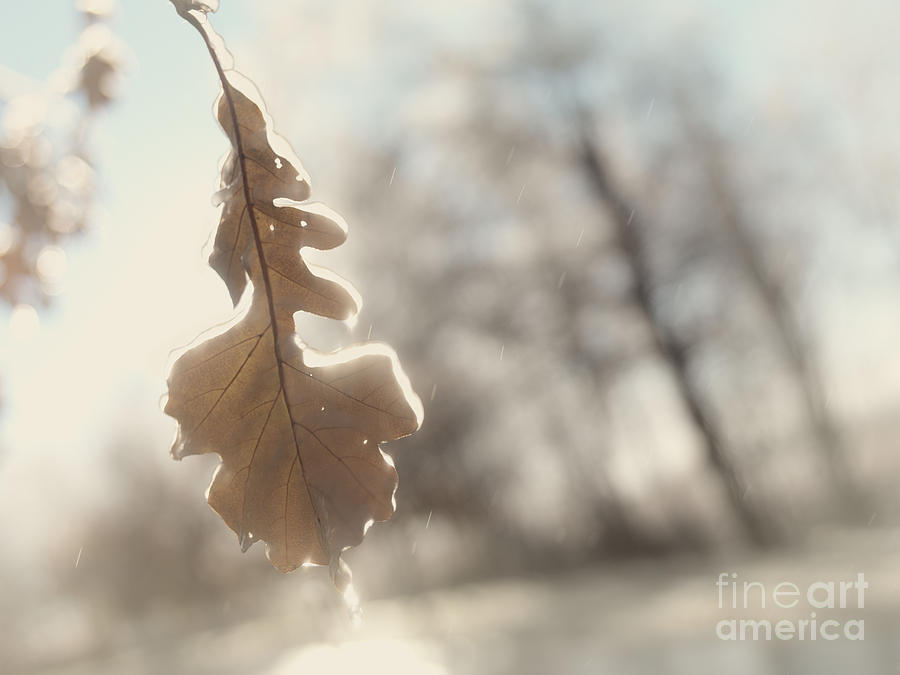 Abstract fall nature scenery of frozen leaf in rain Photograph by Maxim Images Exquisite Prints