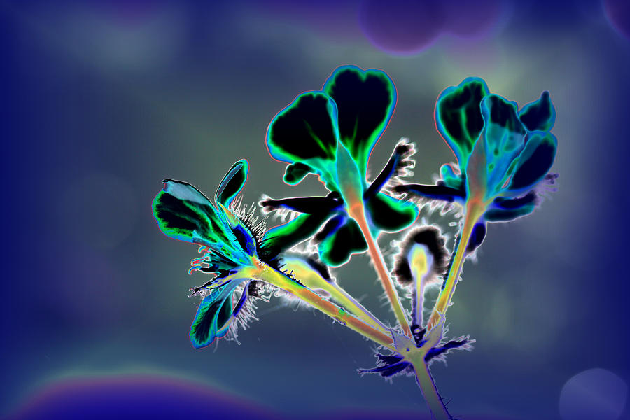 Abstract Flower - Digital Abstract Photograph by Christiane Schulze Art And Photography