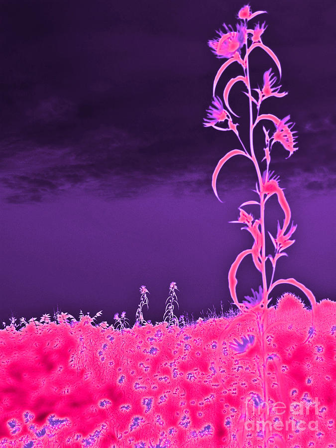 Flower Photograph - Abstract Flower in Pink with Purple Sky by Minding My  Visions by Adri and Ray