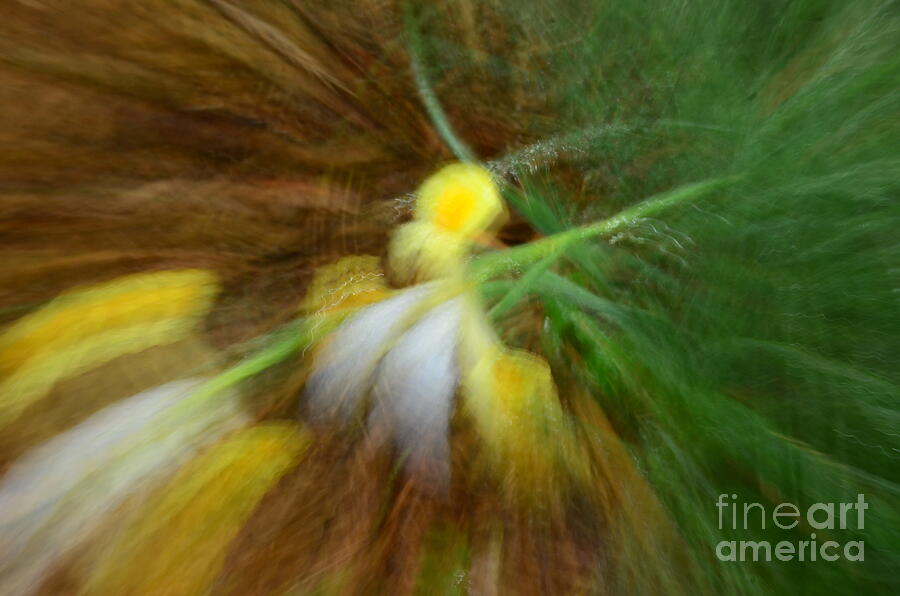 Abstract Flower Photograph by Randy J Heath