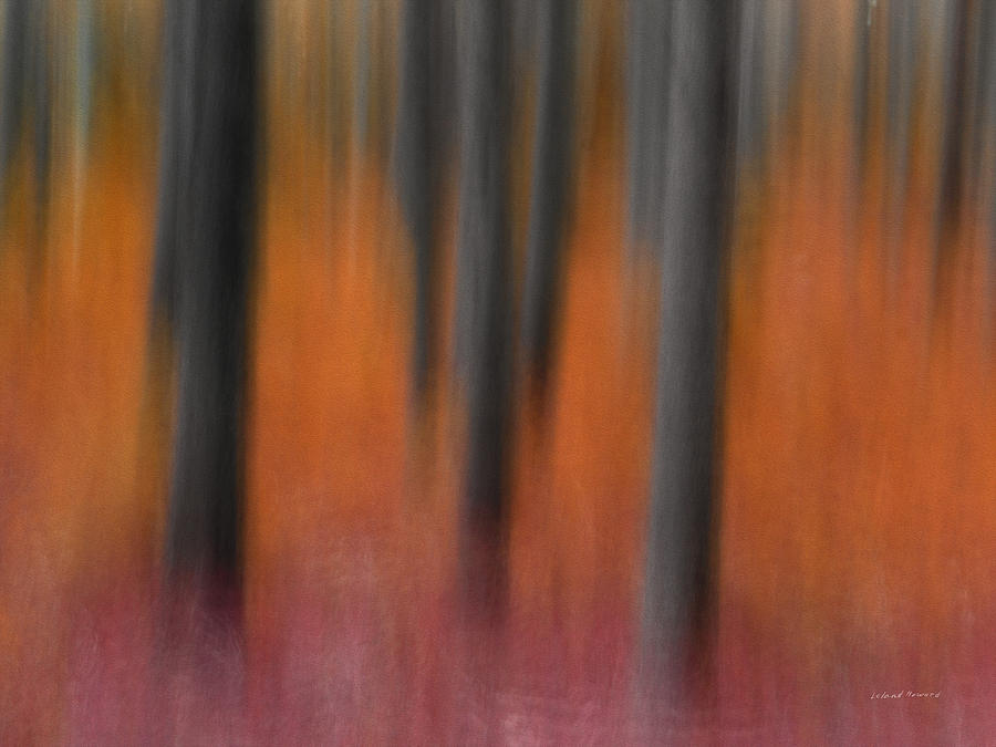 Abstract Photograph - Abstract Forest 4 by Leland D Howard