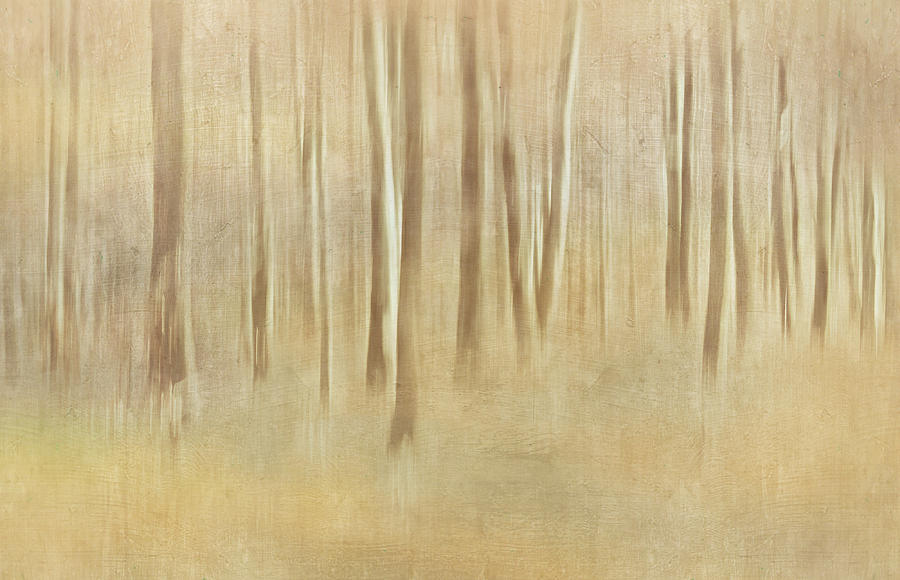 Abstract Forest Photograph by Heike Hultsch