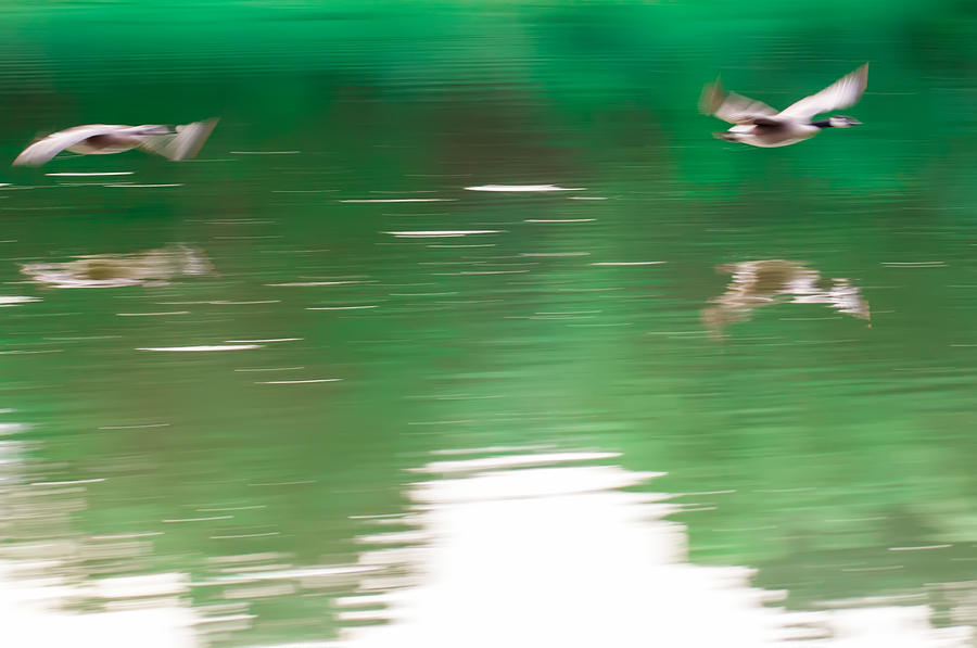 Abstract Geese Flying Overk Water Of Lake Photograph by Alex Grichenko