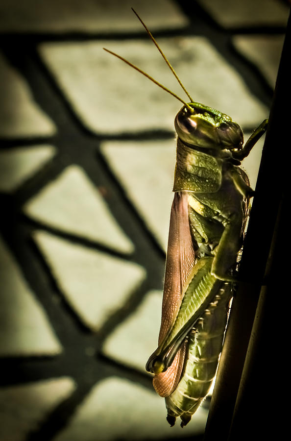 Grasshopper Photograph - Abstract Grasshopper by Karen Wiles