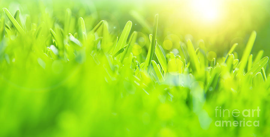 Abstract Photograph - Abstract green grass background by Anna Om