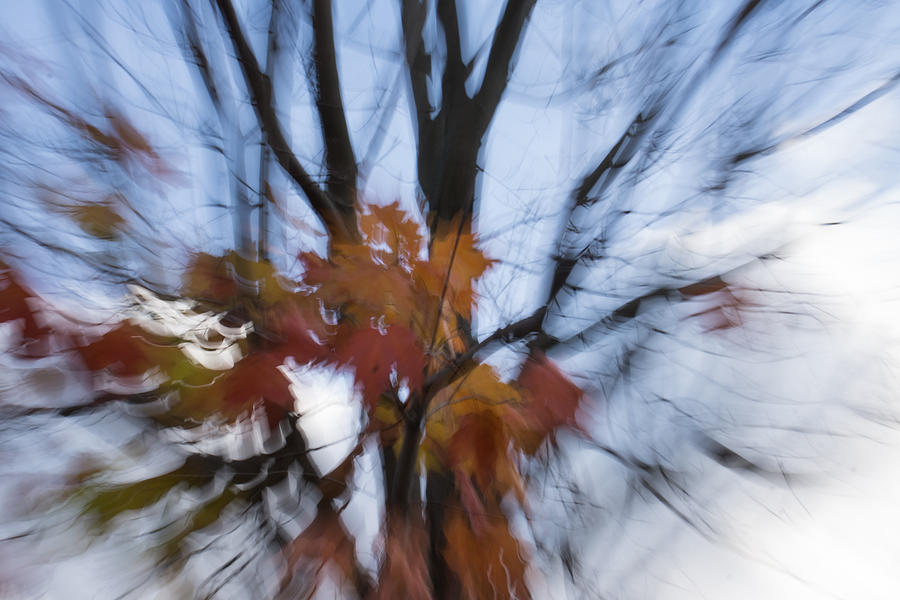 Abstract Impressions of Fall - Maple Leaves and Bare Branches Photograph by Georgia Mizuleva