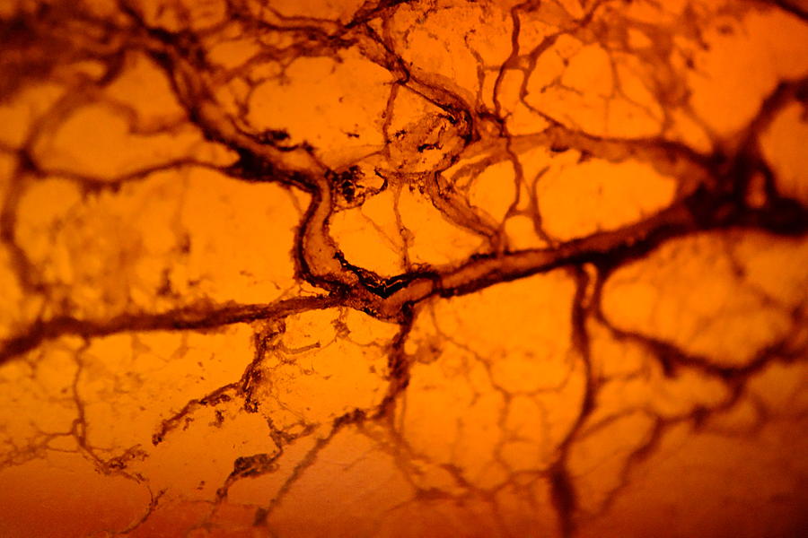 Abstract in Amber Photograph by Jon Woodhams