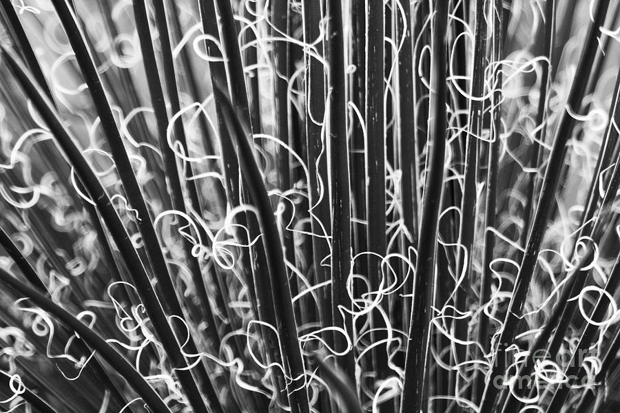 Abstract in Black and White Photograph by Crystal Nederman
