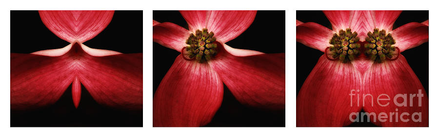Nature In Abstract Triptych Dogwood Blossom Photograph