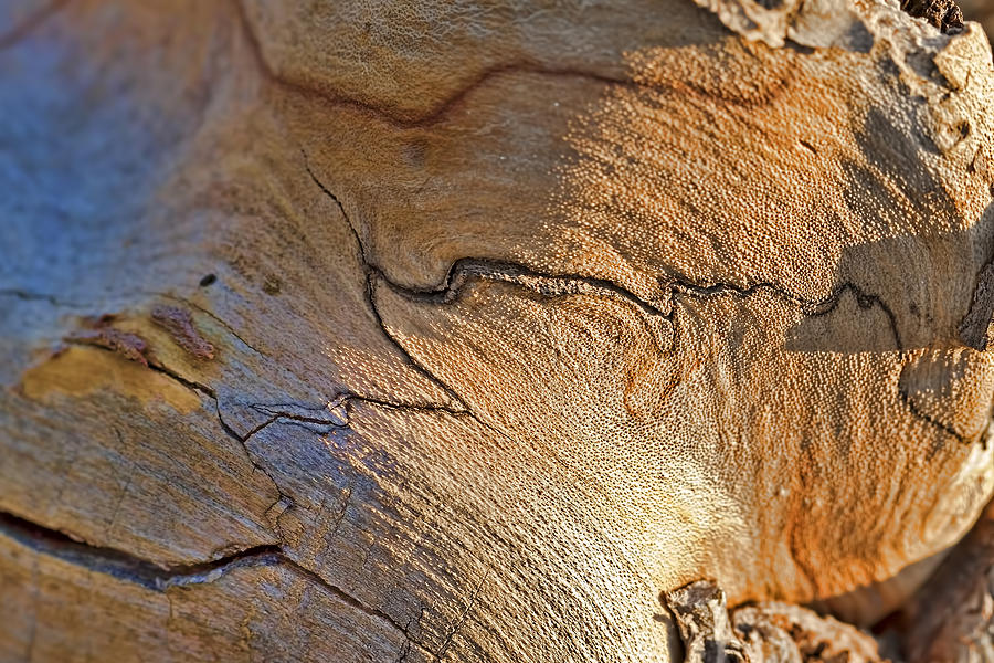 Abstract In Old Wood Photograph