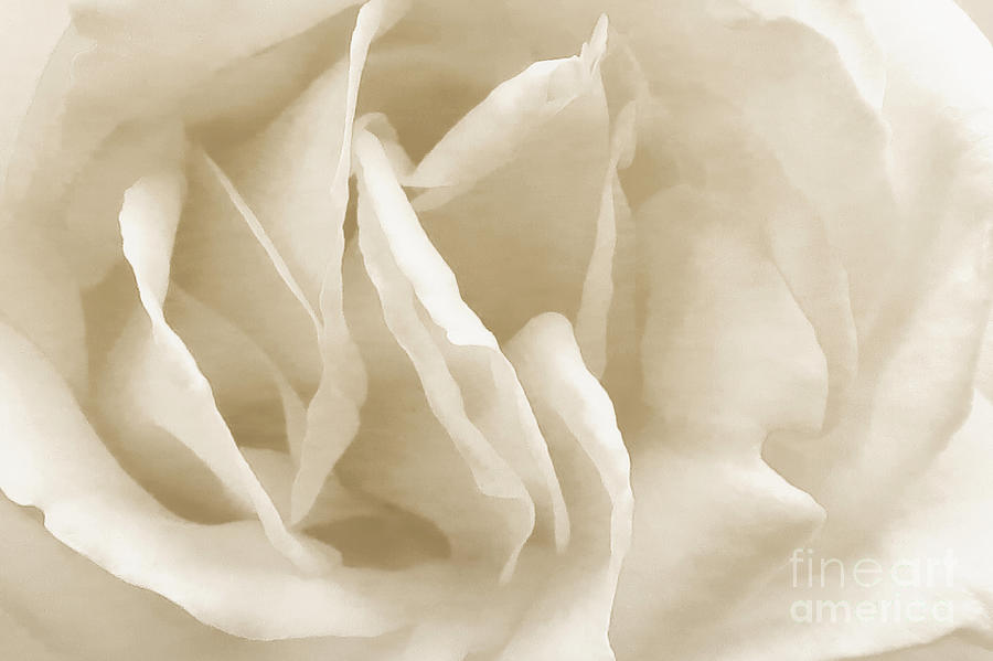 Abstract Ivory Rose Photograph by Scott Cameron