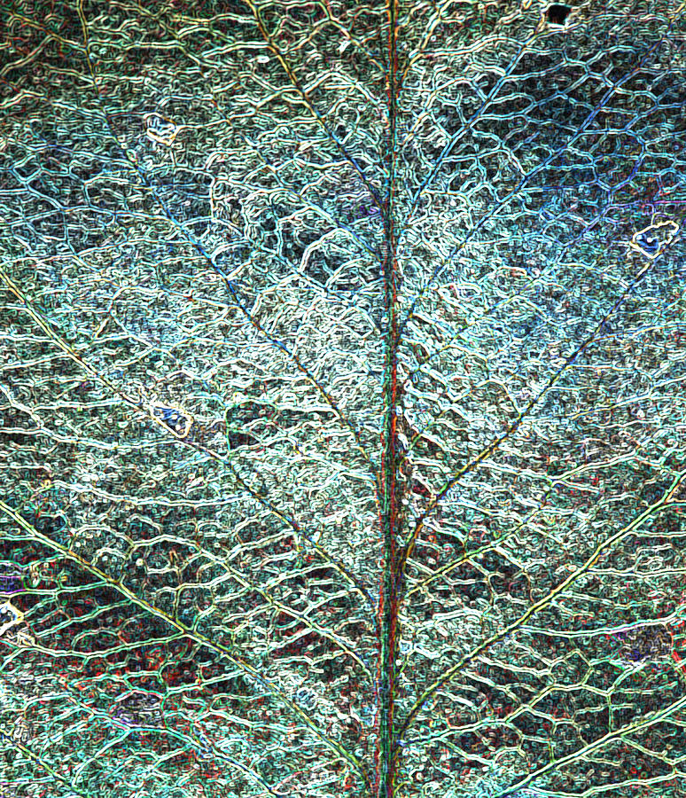 Abstract Leaf 1 Photograph by John Crothers