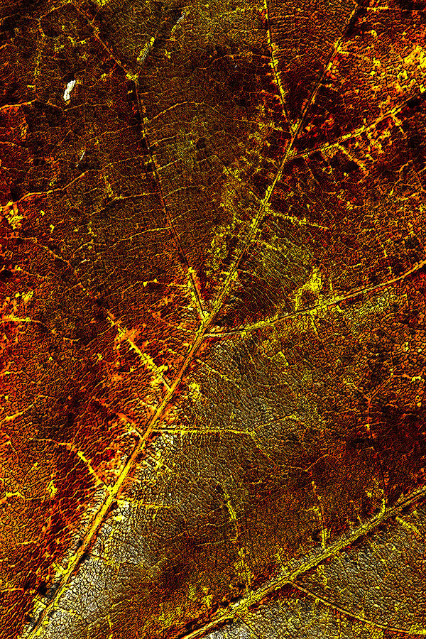 Abstract Leaf 2 Photograph by John Crothers
