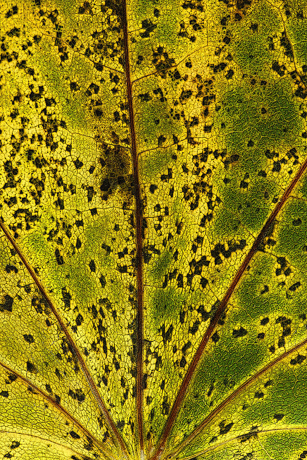 Abstract Leaf 3 Photograph by John Crothers