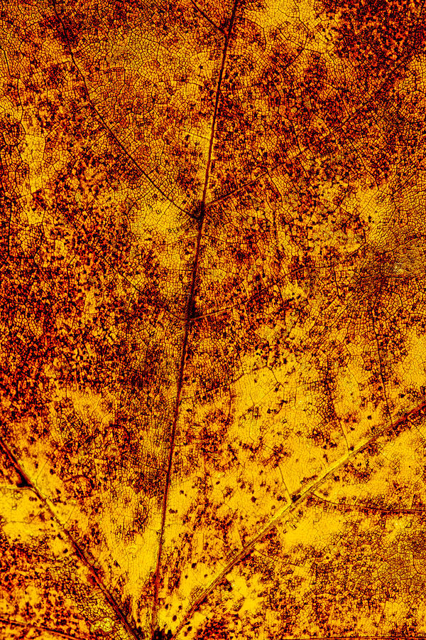 Abstract Leaf 4 Photograph by John Crothers