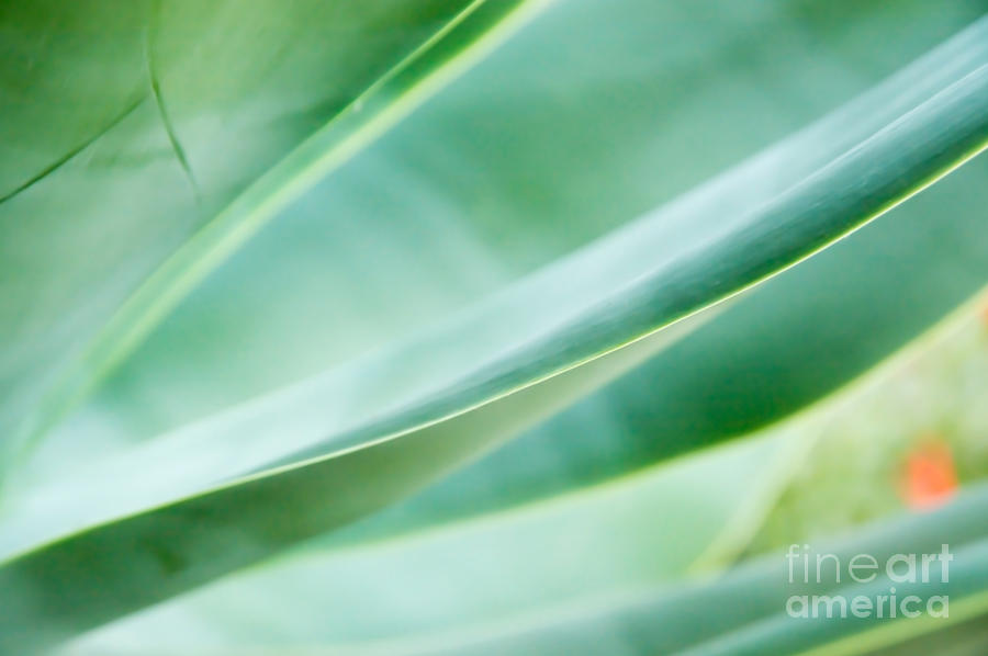 Abstract leaves Agave attenuata Photograph by Ingela Christina Rahm
