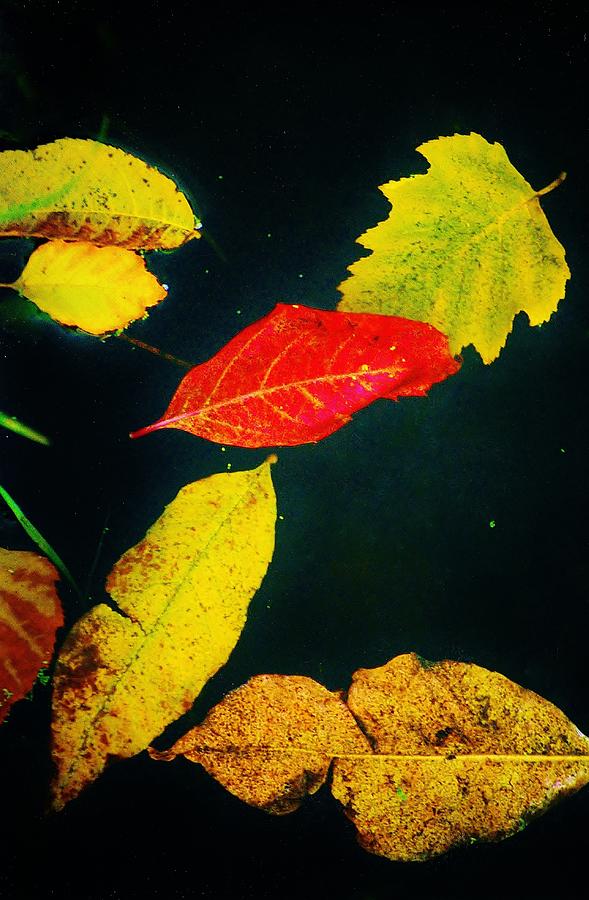 Abstract Leaves Photograph by Daniel Thompson
