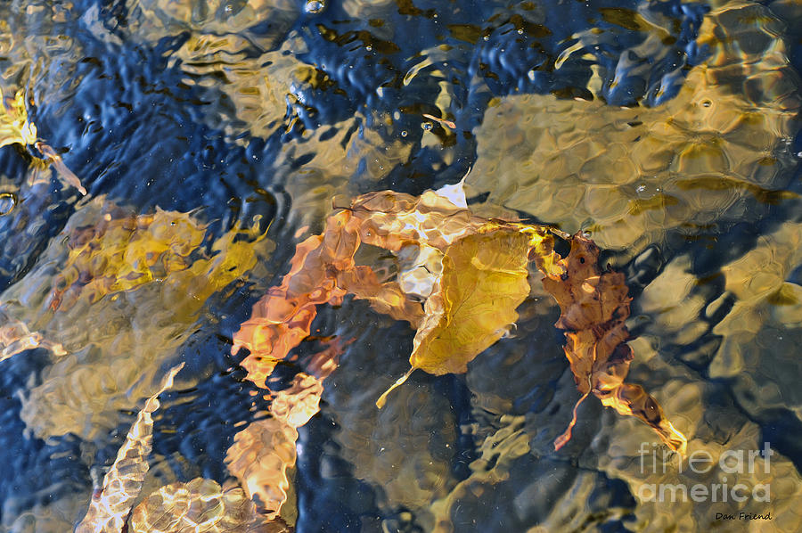 Abstract leaves in water Photograph by Dan Friend